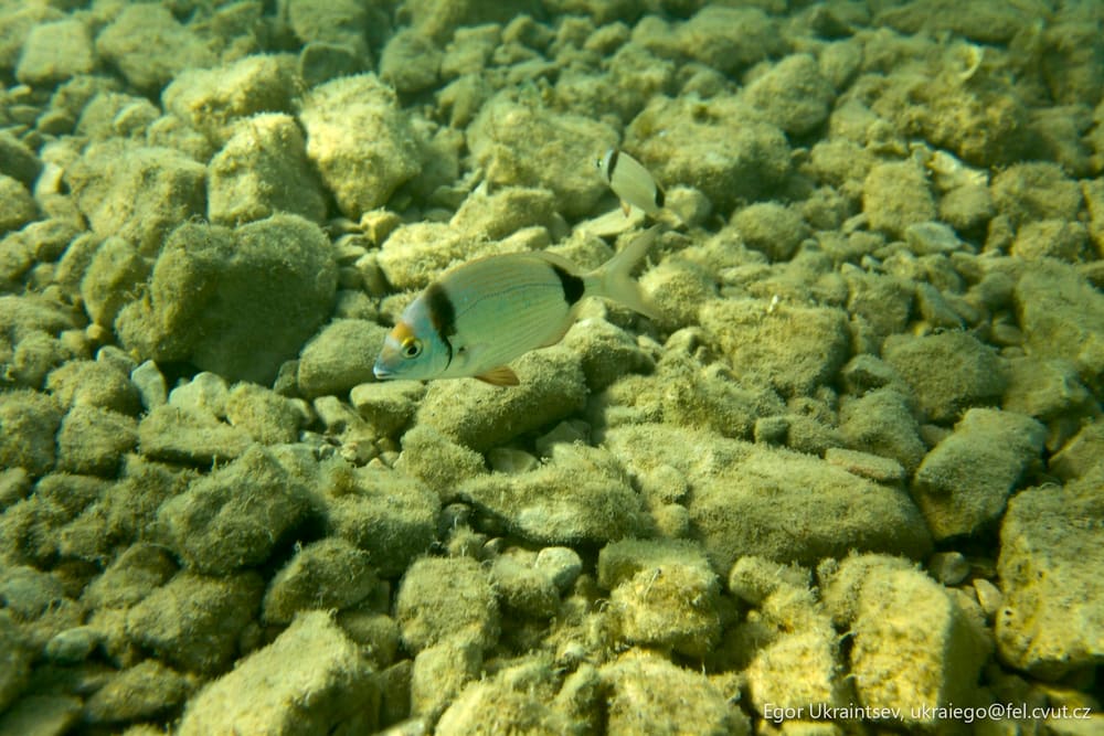 Small fish on a coral