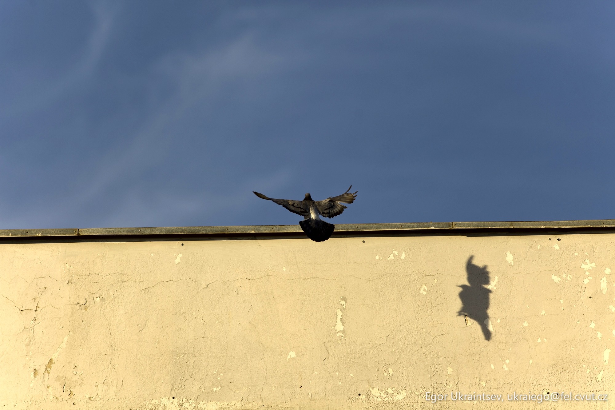 Pigeon on the roof