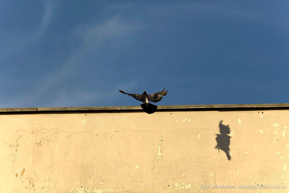 Pigeon on the roof