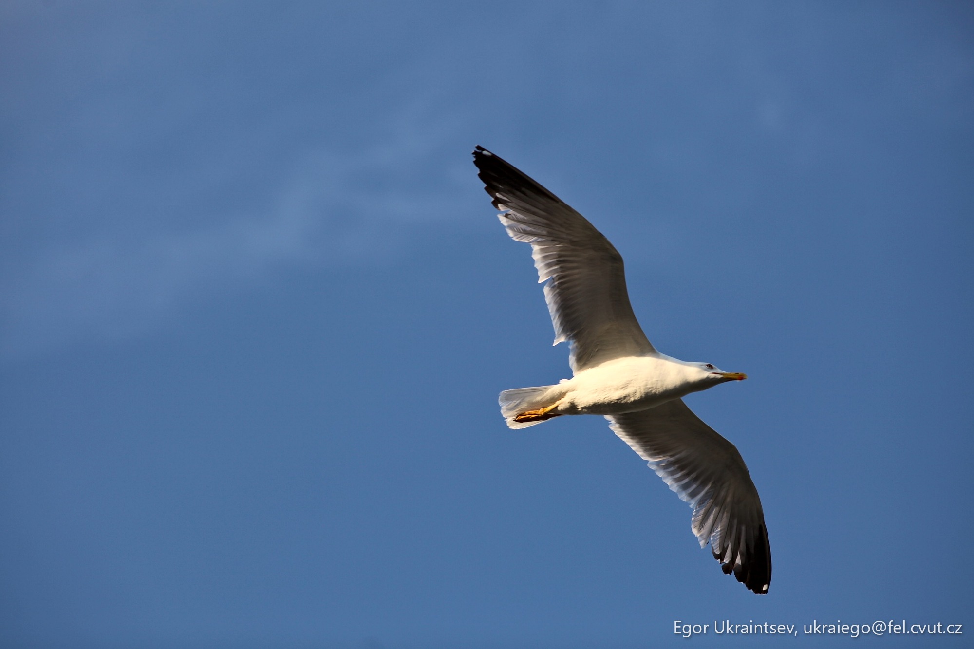 Seagul in flight against