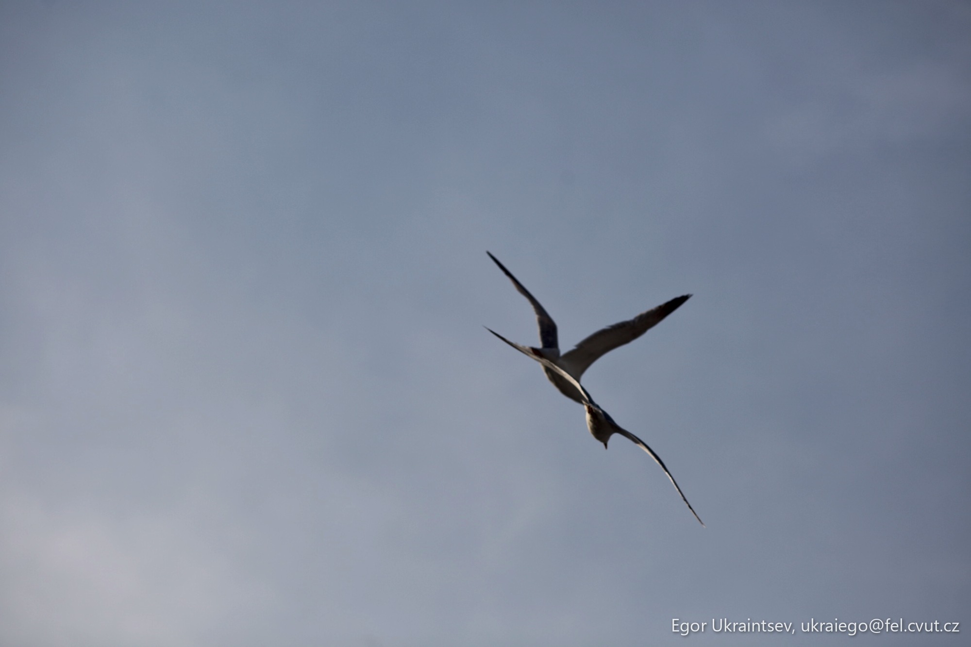 Bird flying in the sky