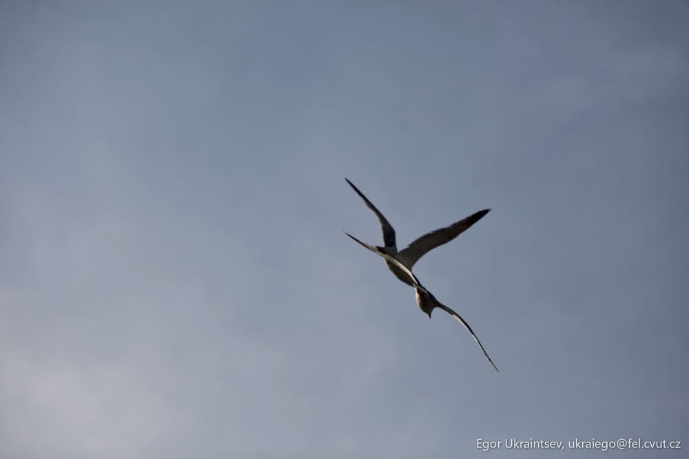 Bird flying in the sky