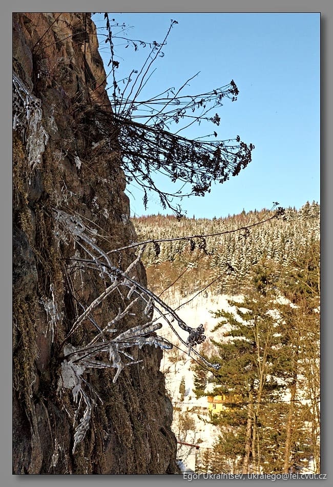 Ice on a tree branch