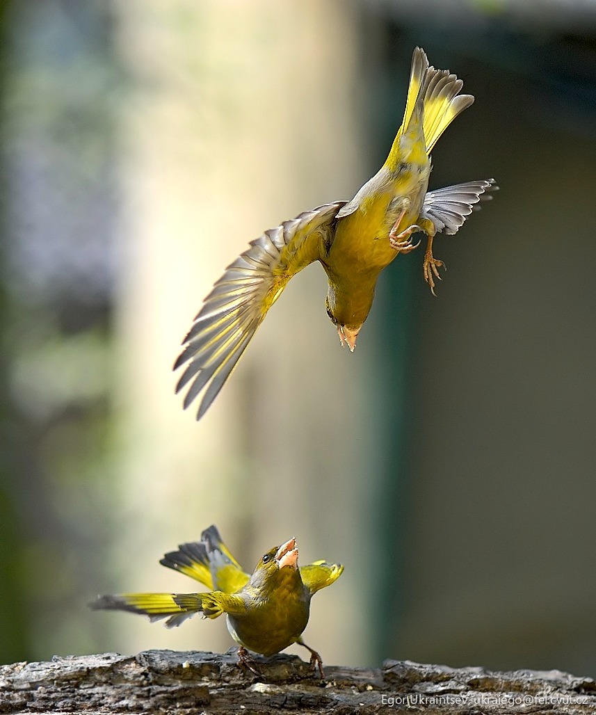 Birds flying in the air
