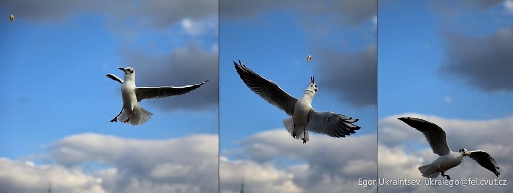 Seaguls in flight