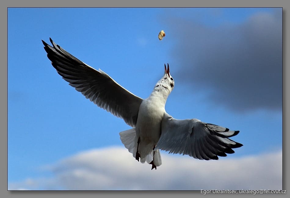 Seagul in flight