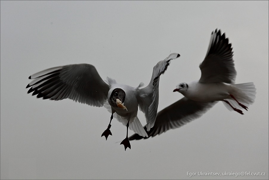 Seaguls in flight