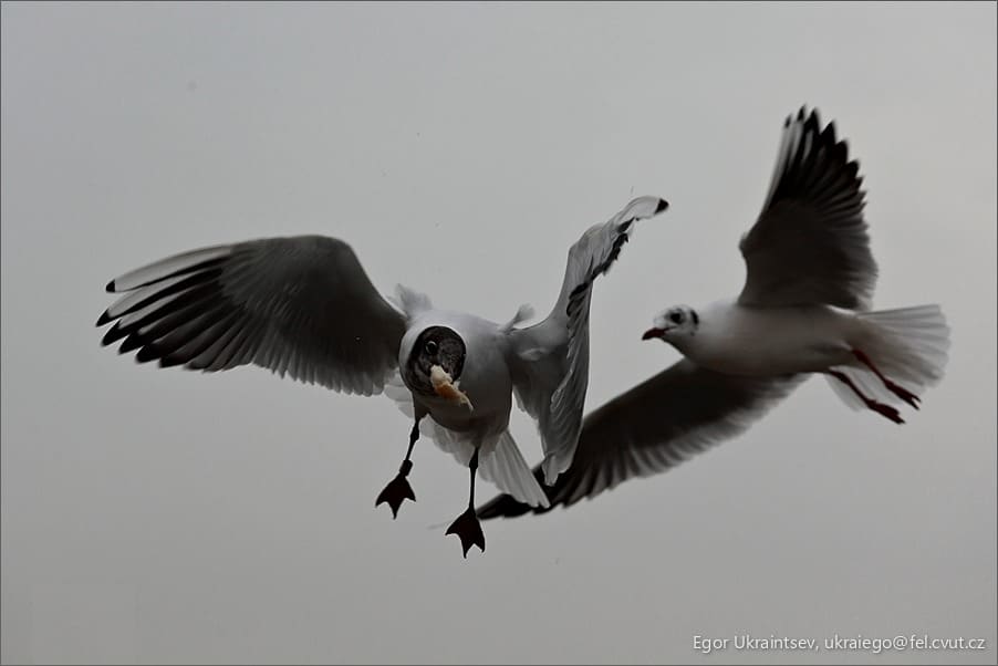 Seaguls in flight