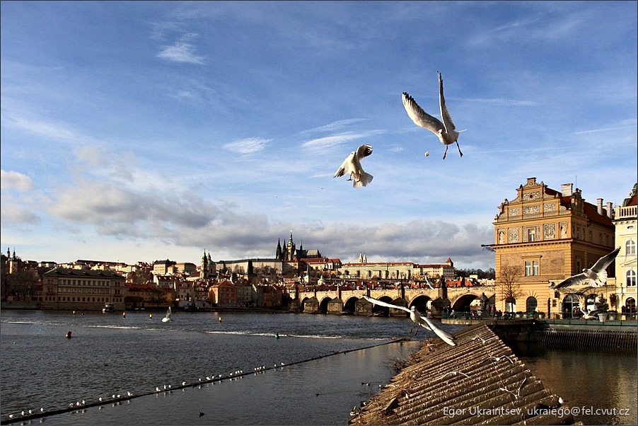 Seagul flying over the vlta