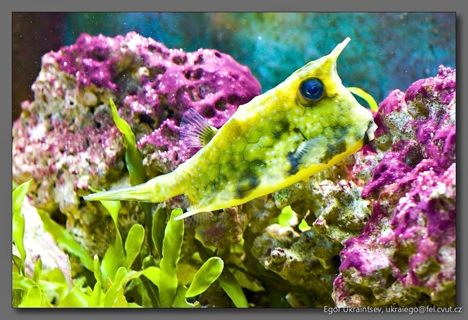 Puffer puff