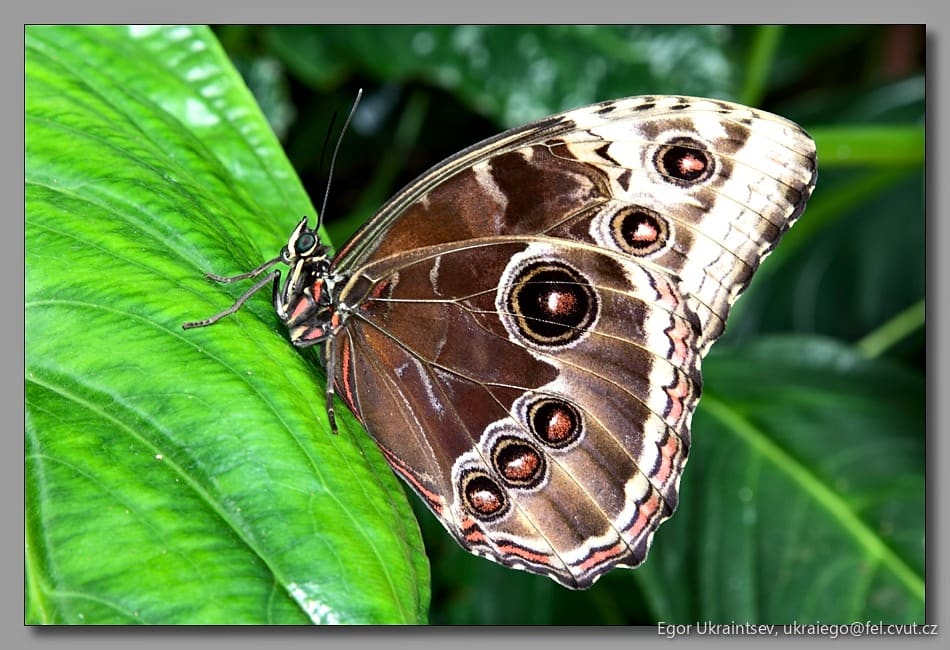Butterfly on a leaf
