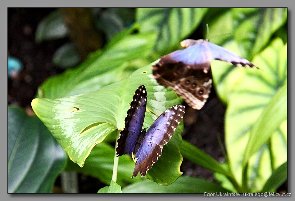 Butterfly on a leaf