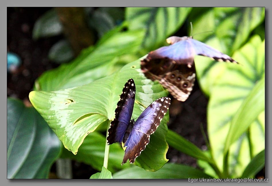 Butterfly on a leaf