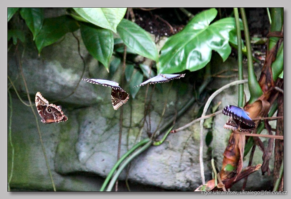 Butterflies in flight