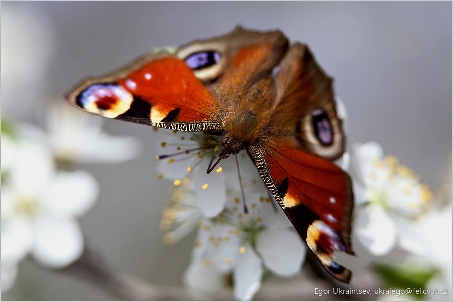 Butterfly on a flower