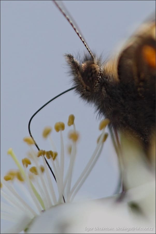 Bum on a flower
