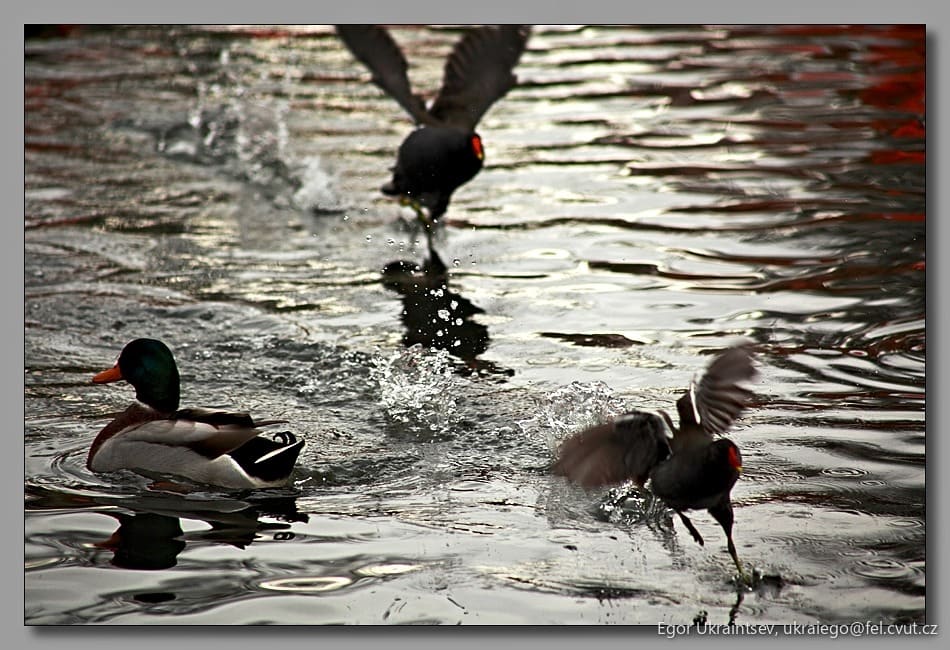 Ducks swimming in a pond