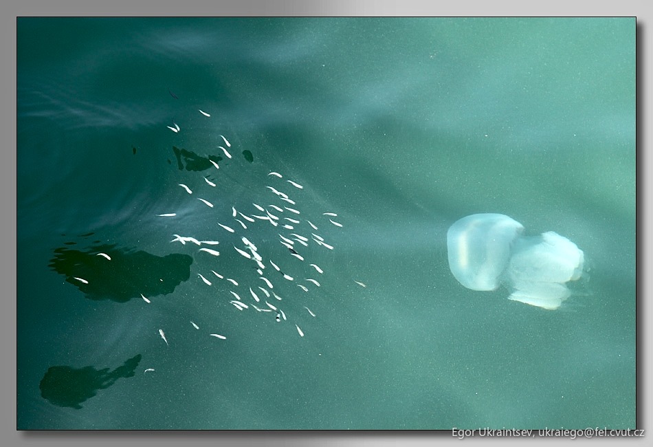 Jellyfish in the water