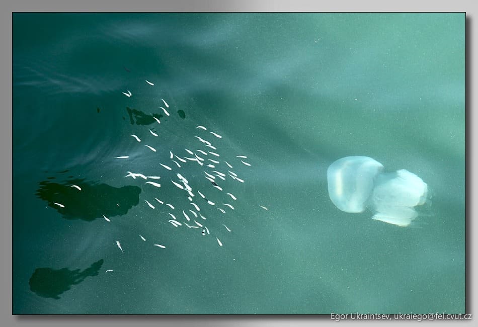 Jellyfish in the water