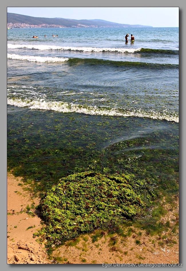Seaweed on the beach
