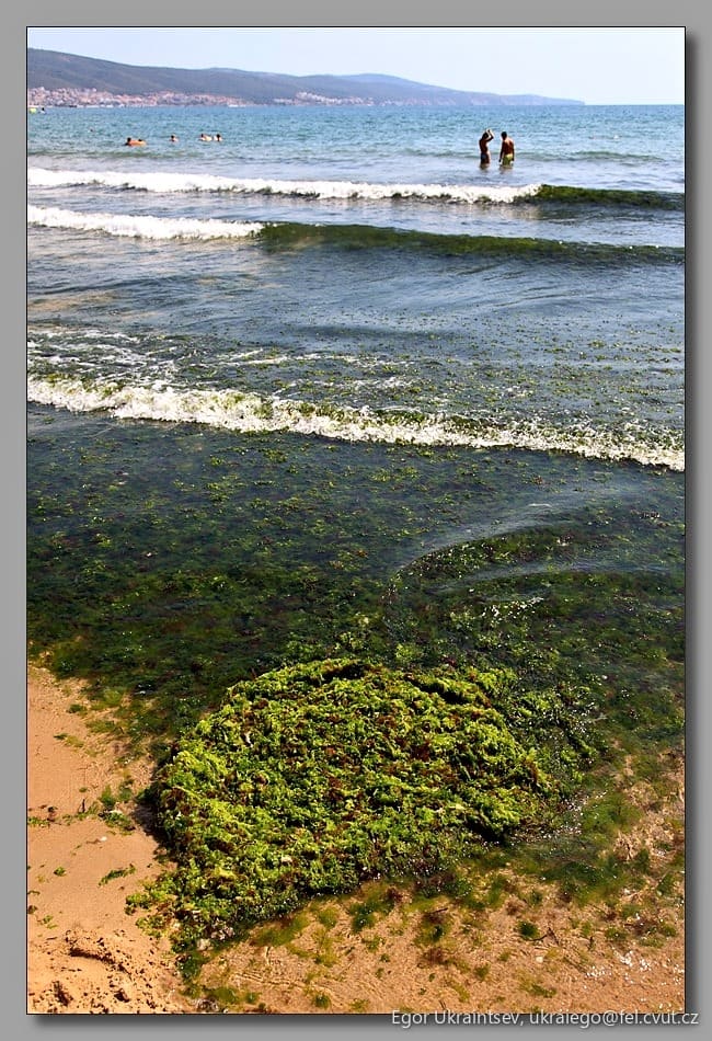 Seaweed on the beach