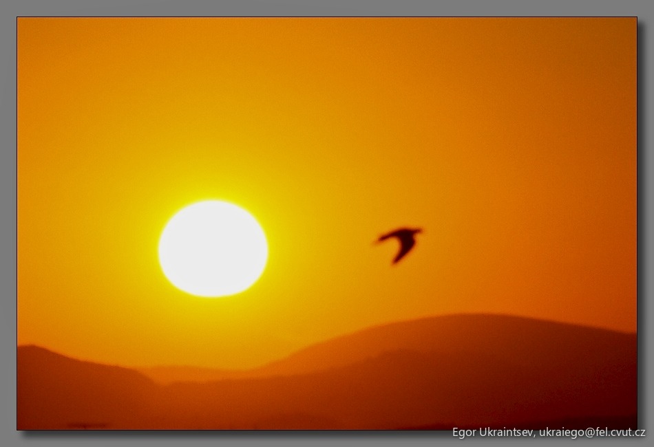 Bird flying in front of the sun