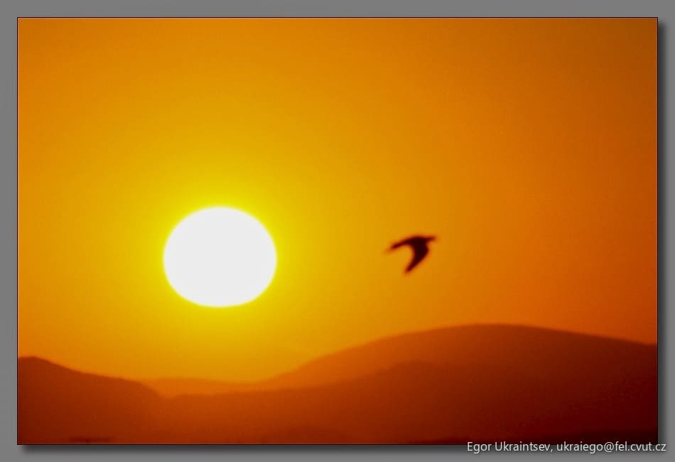 Bird flying in front of the sun
