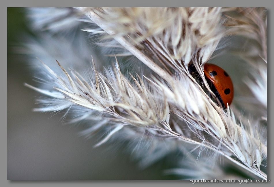 Ladybird on a plant