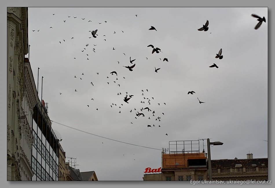 Flock of birds