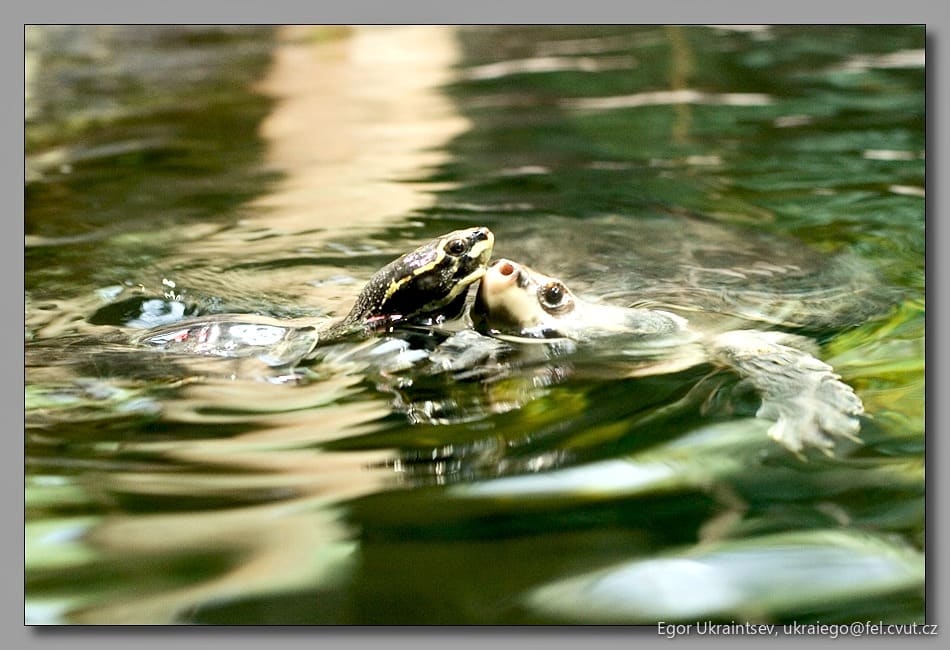 Duck swimming in the water