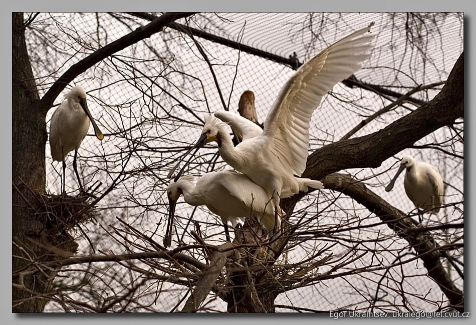 Snowy egrets in a tree