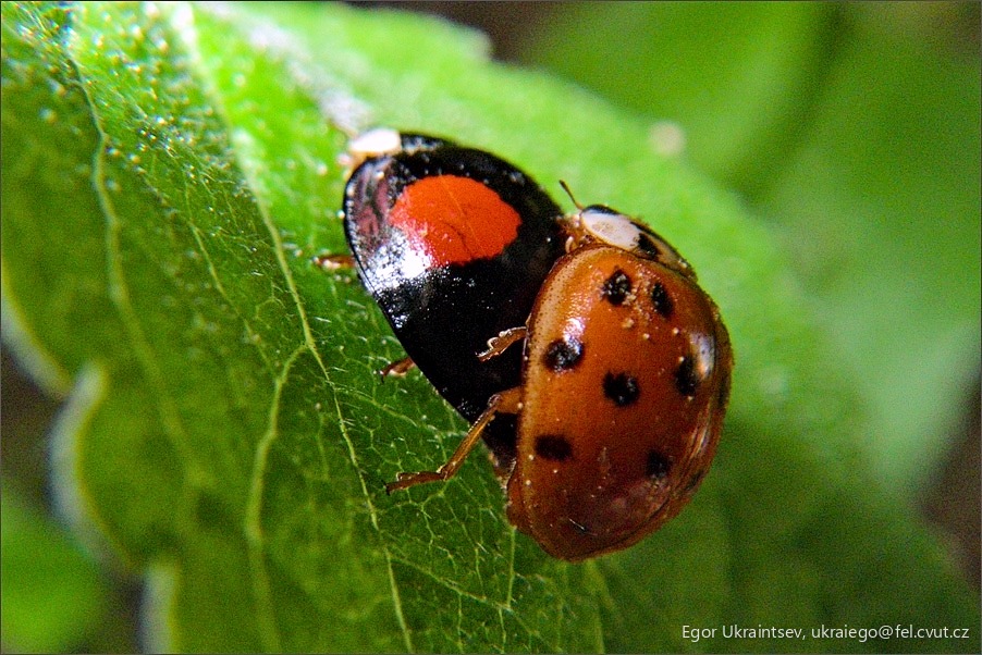 Ladybird lady