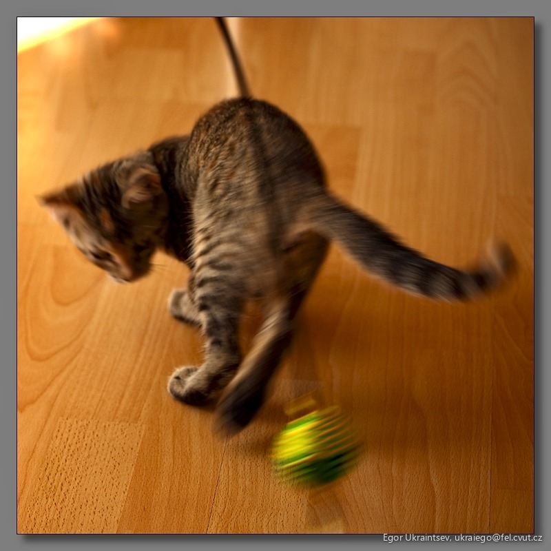 Kitten playing with a toy