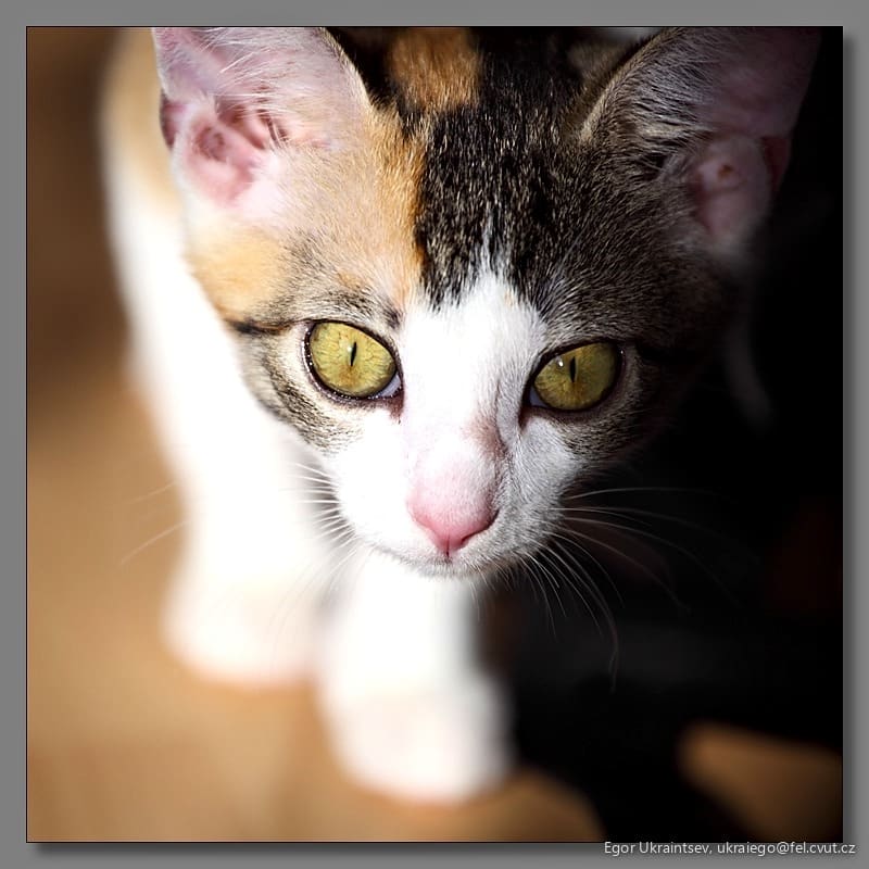 Cat