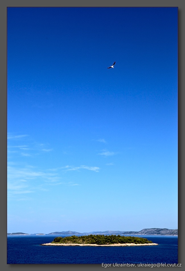 Bird flying over a small