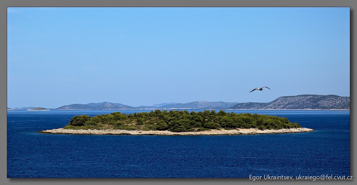 Bird flying over a small