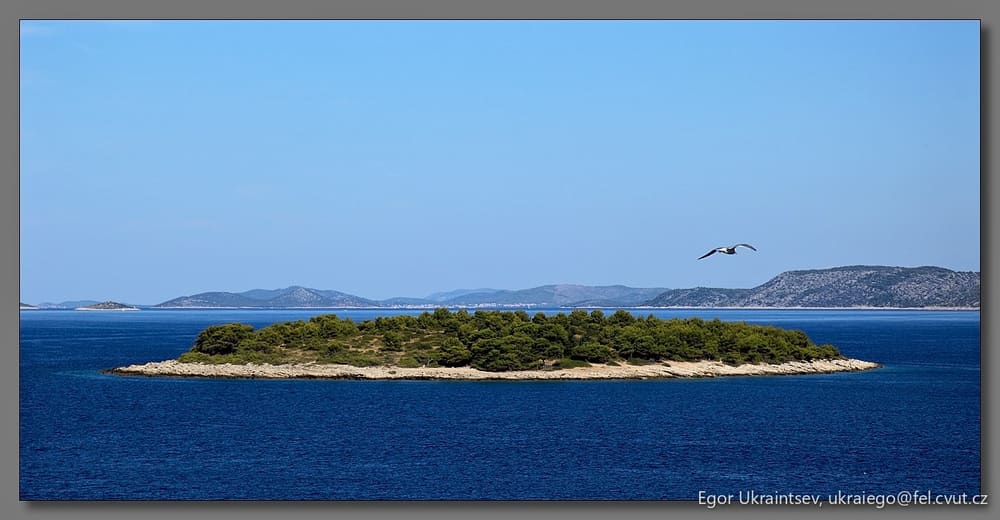 Bird flying over a small