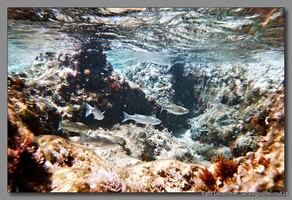 School of fish swimming