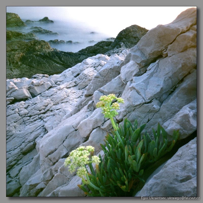 Flowers growing on rocks