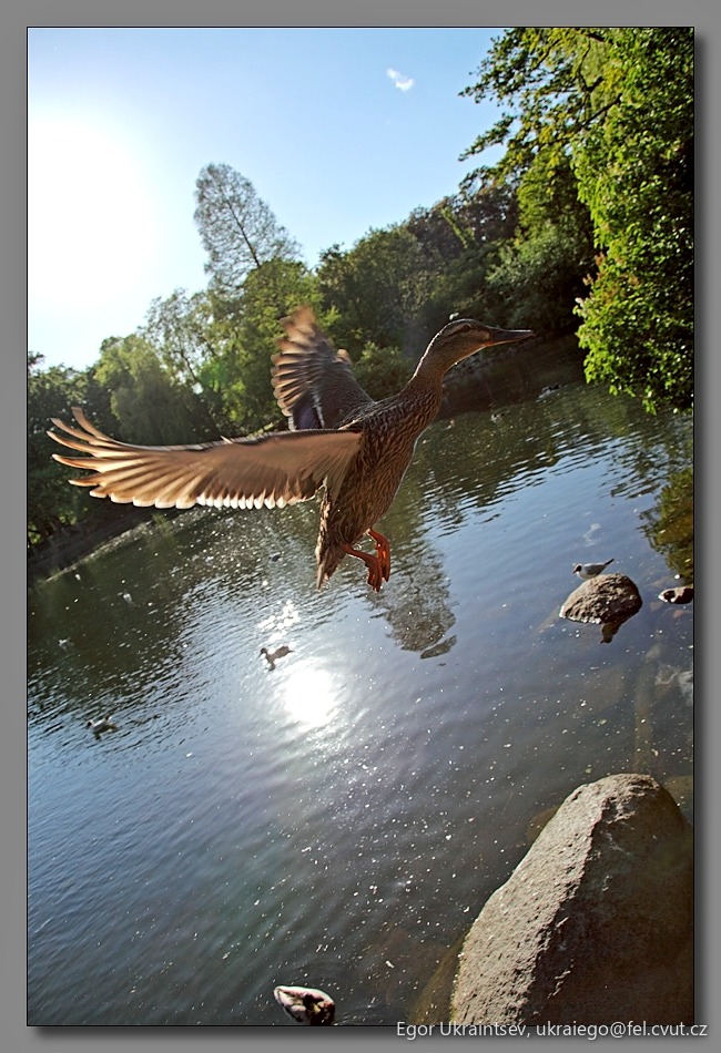 Duck taking off