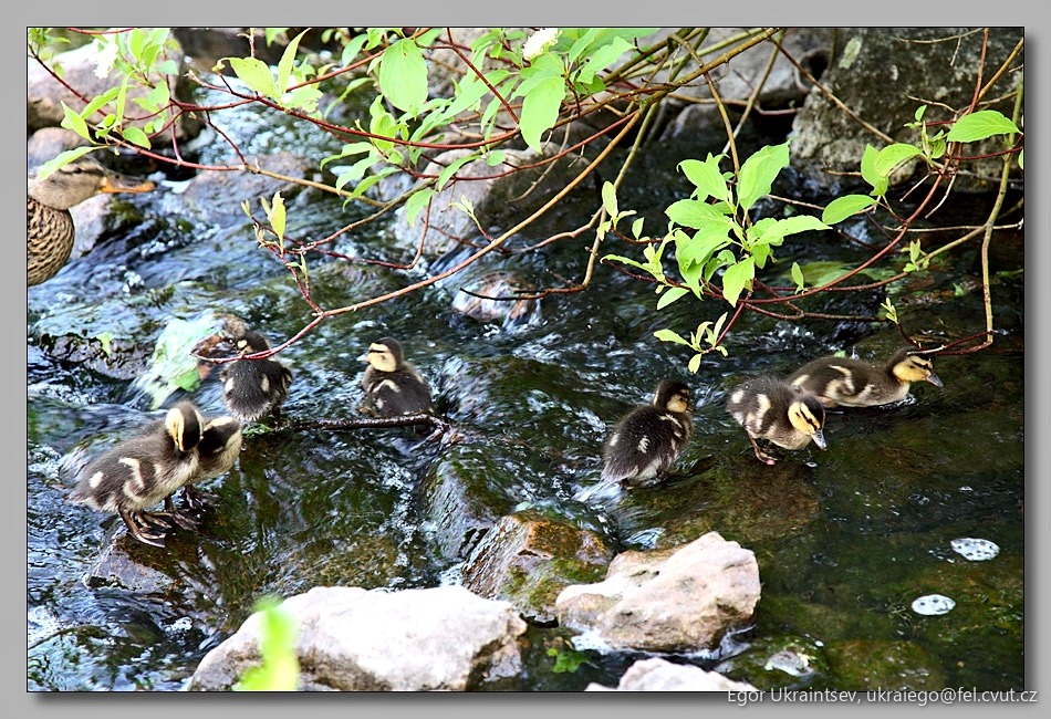 Ducklings in a stream