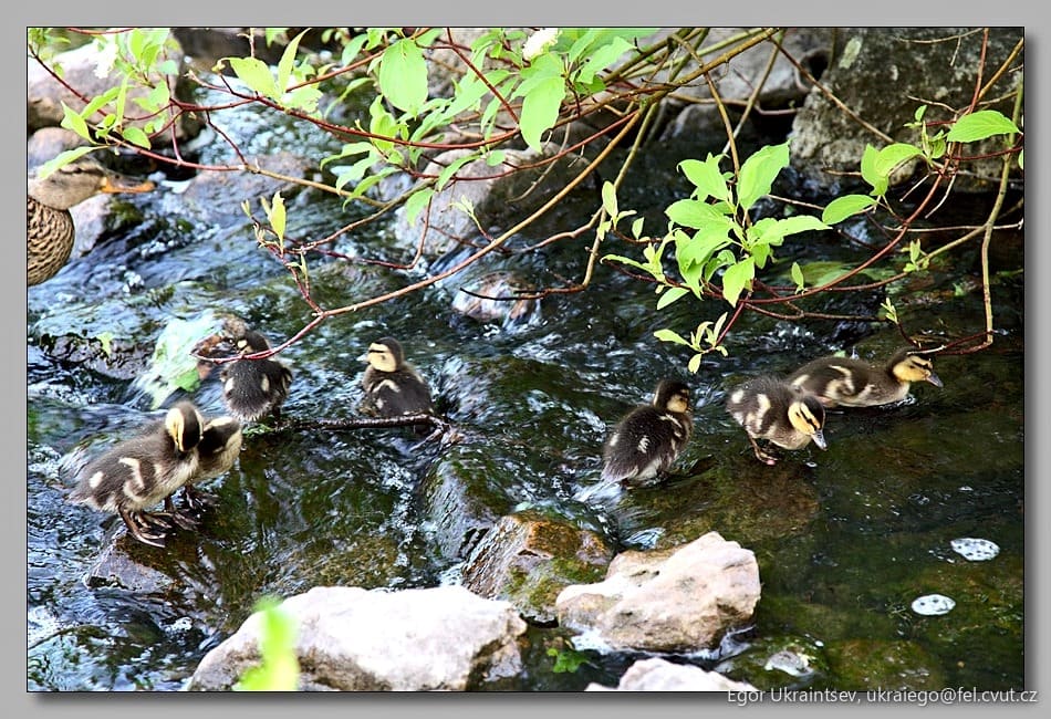 Ducklings in a stream