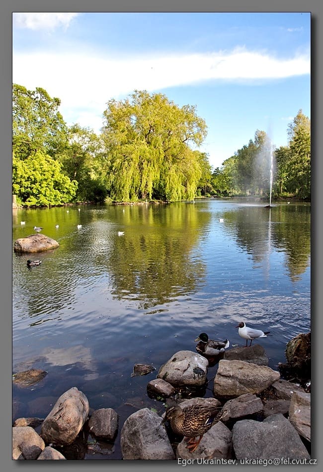 Pond in central park new