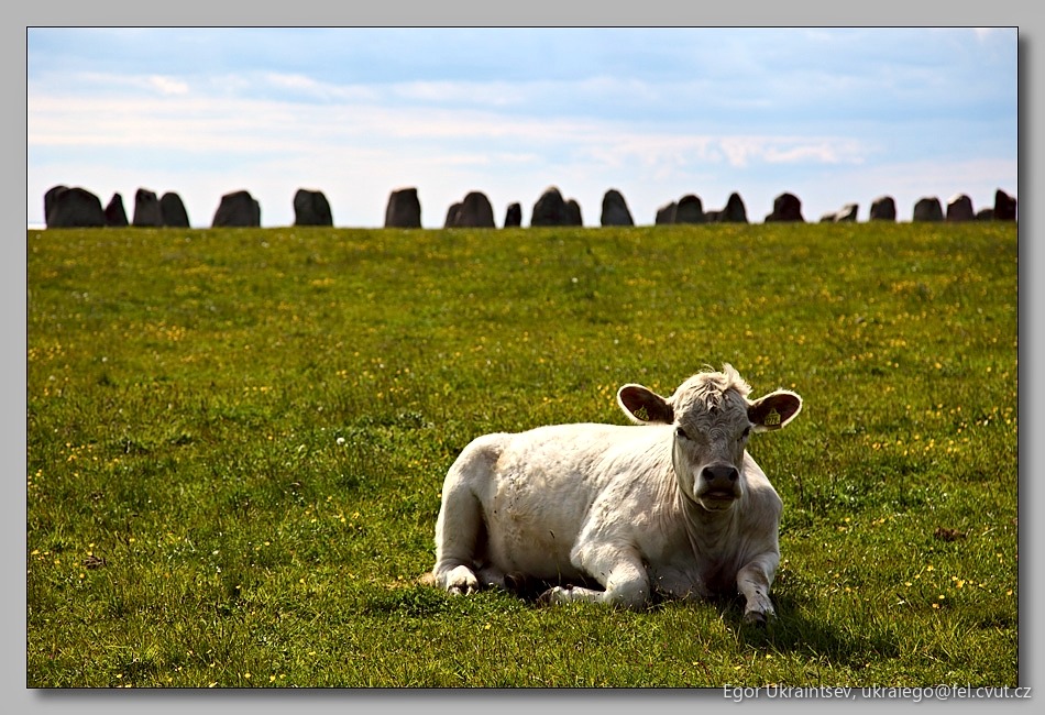 Cow lying in a field