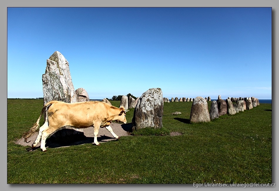 Cow in the stone circle