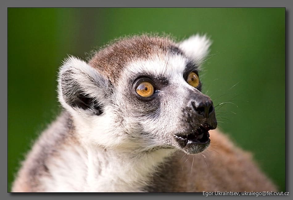 Ring tailed lebear