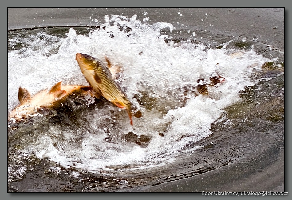 Carp