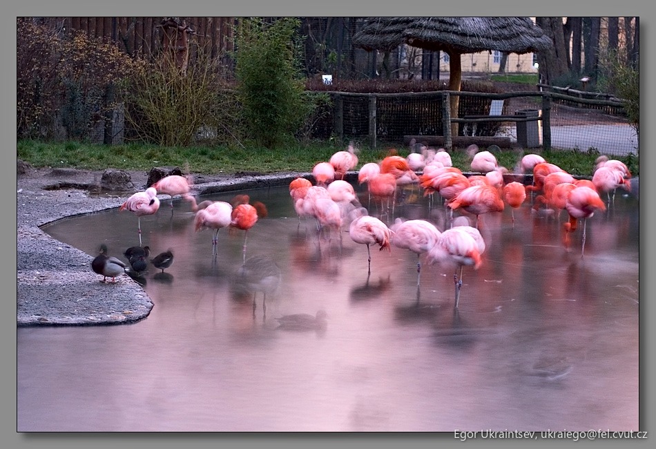 Group of flamings