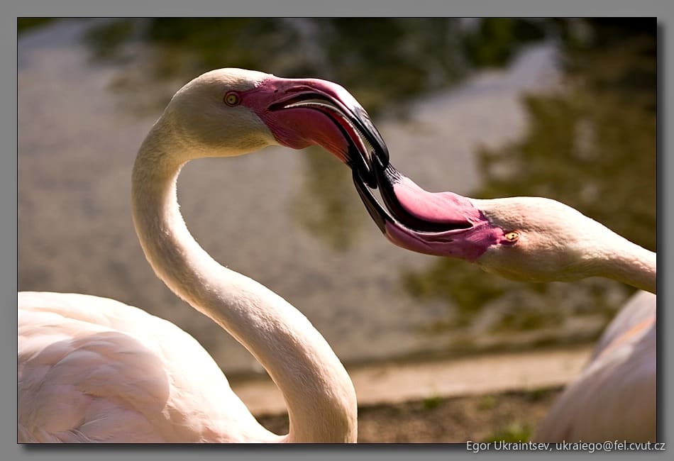 Flamings