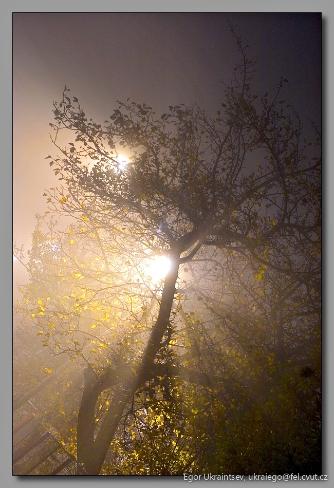 Tree in the fog